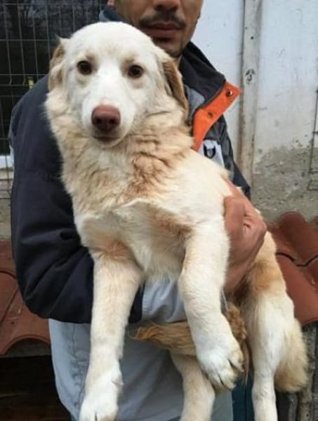 Fabricia ist eine Seele von Hund!