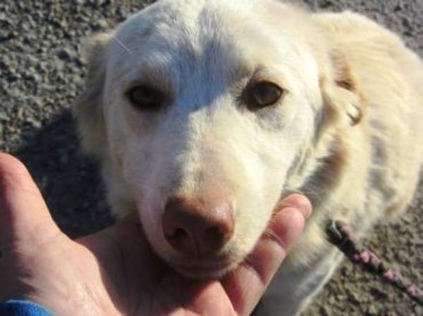 Fabricia ist eine Seele von Hund!