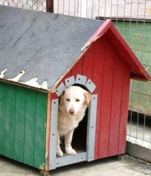 Fabricia ist eine Seele von Hund!