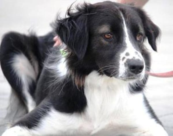 Bertuli hat sofort unser Herz erobert!