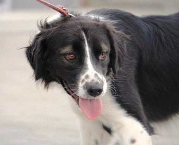 Bertuli hat sofort unser Herz erobert!