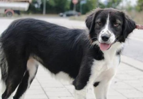 Bertuli hat sofort unser Herz erobert!