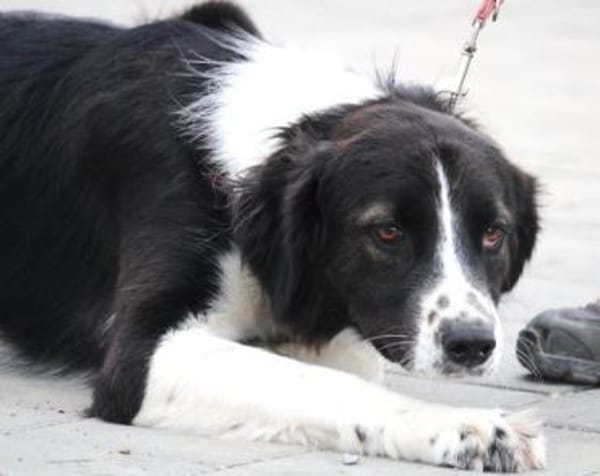 Bertuli hat sofort unser Herz erobert!