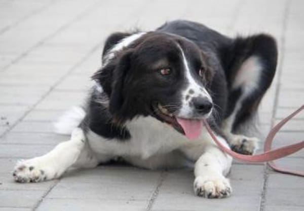 Bertuli hat sofort unser Herz erobert!