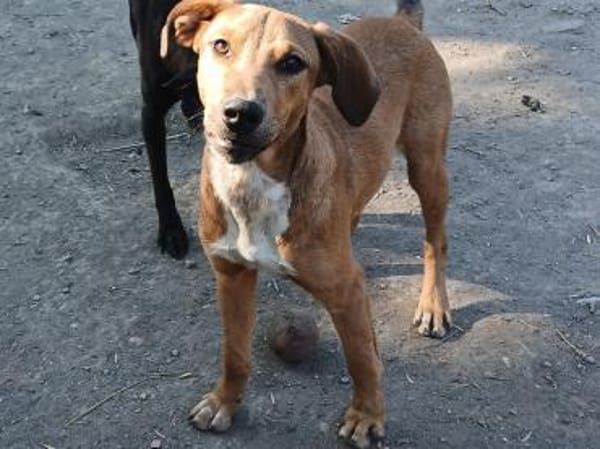 Barnus sucht seine Familie