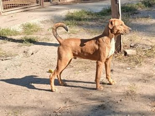 Barnus sucht seine Familie