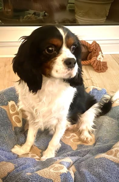 Lenny in 47877 Willich