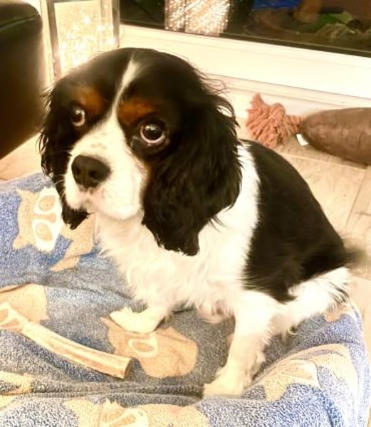 Lenny in 47877 Willich