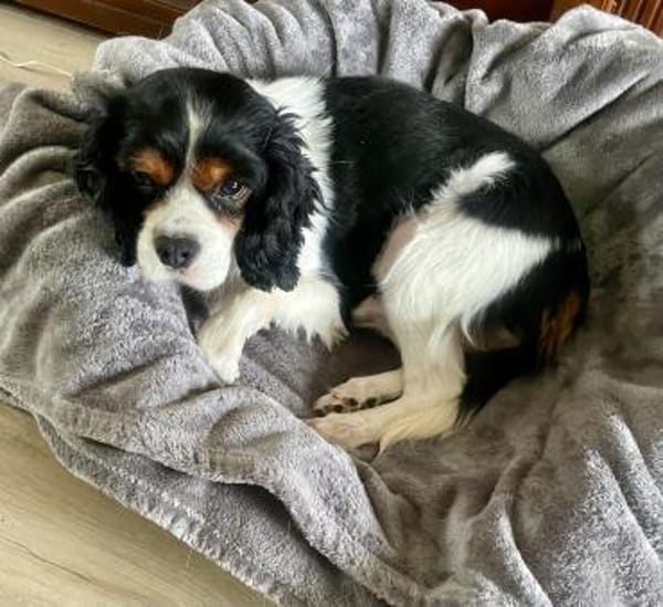 Lenny in 47877 Willich