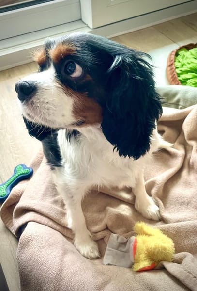 Lenny in 47877 Willich