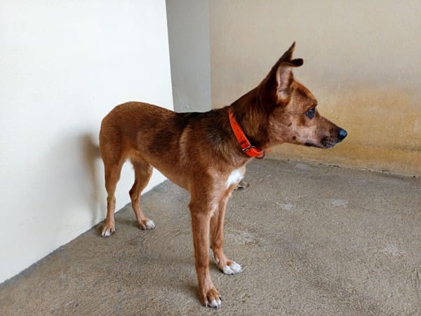 Diablesse (en cours d'adoption)