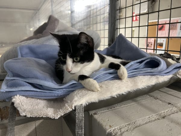 LOOTESSE (réservée)