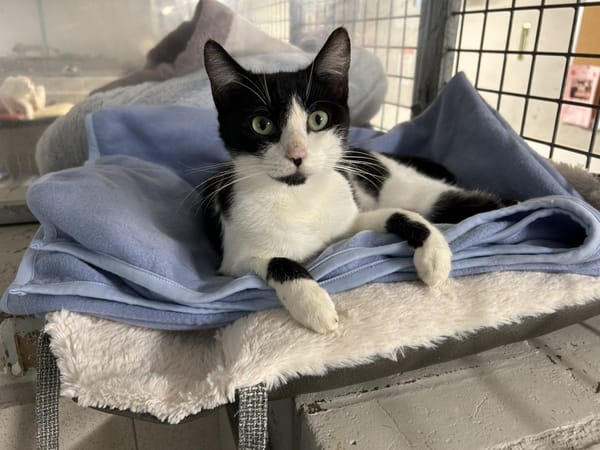 LOOTESSE (réservée)