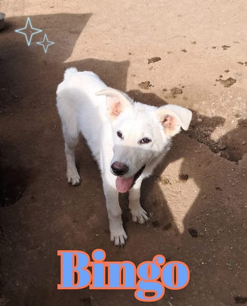 BINGO nato ad Aprile ‘25