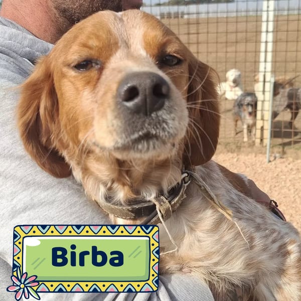Birba