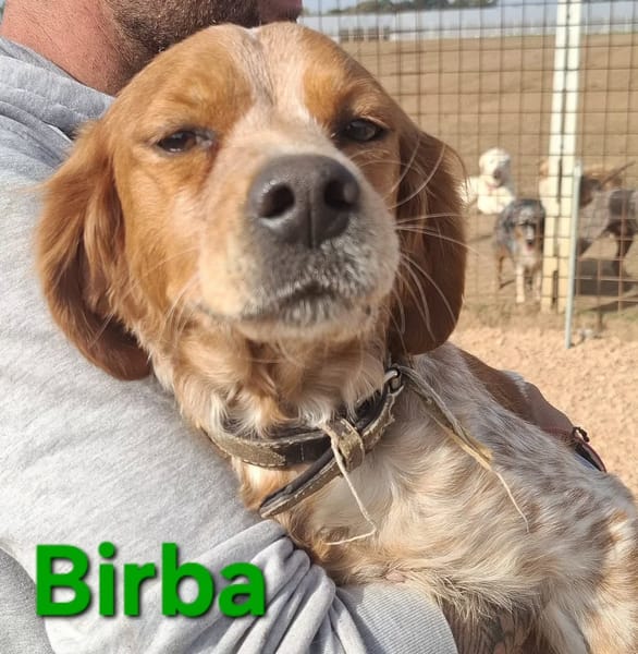 Birba