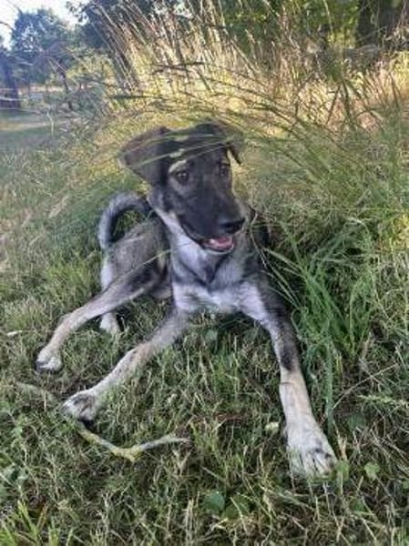 Junghund MORITZ sucht seine Menschen!