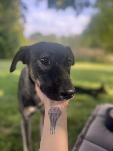 Junghund MORITZ sucht seine Menschen!