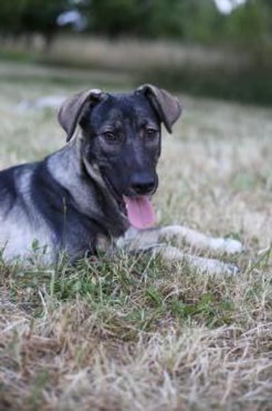 Junghund MORITZ sucht seine Menschen!