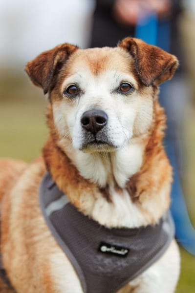 Chikoyo - 76661 Philippsburg