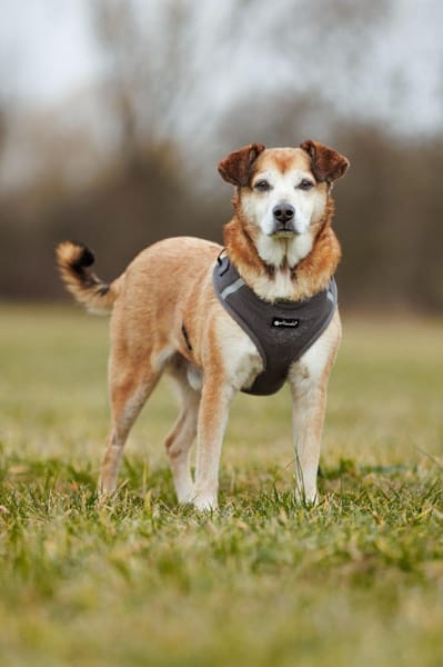 Chikoyo - 76661 Philippsburg