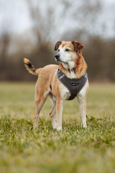 Chikoyo - 76661 Philippsburg