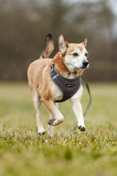 Chikoyo - 76661 Philippsburg