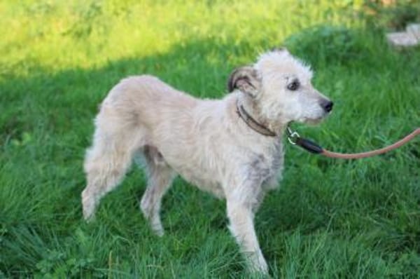 Jeky - verschmuster Wuschelrüde❤❤❤