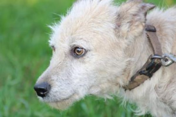 Jeky - verschmuster Wuschelrüde❤❤❤