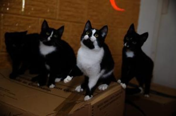 Katzenkind RONJA sucht ihr Zuhause!