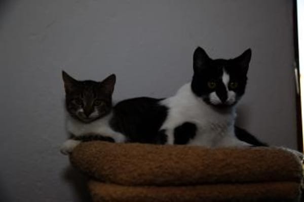 Katzenkind RONJA sucht ihr Zuhause!