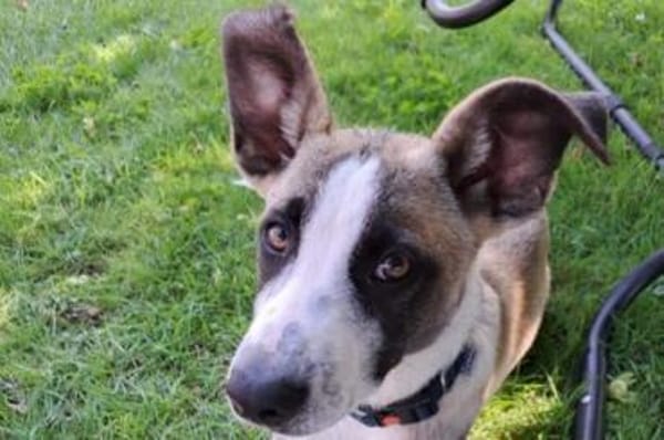 Wer schenkt Track ein Zuhause?