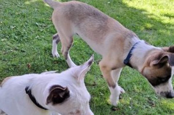 Wer schenkt Track ein Zuhause?