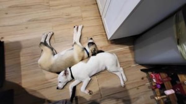 Wer schenkt Track ein Zuhause?