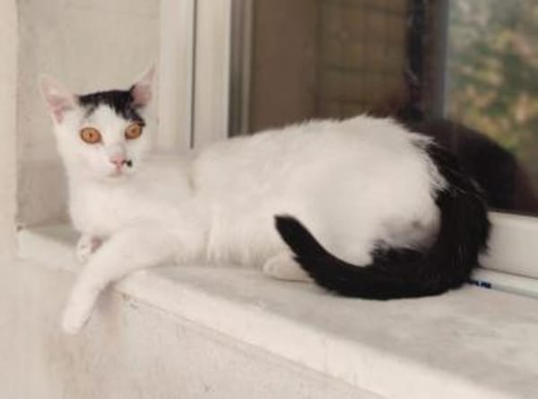 Finn Intelligenter Einzelprinz