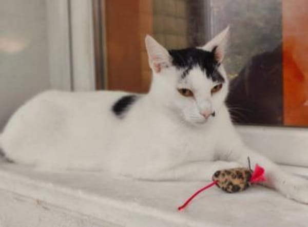 Finn Intelligenter Einzelprinz