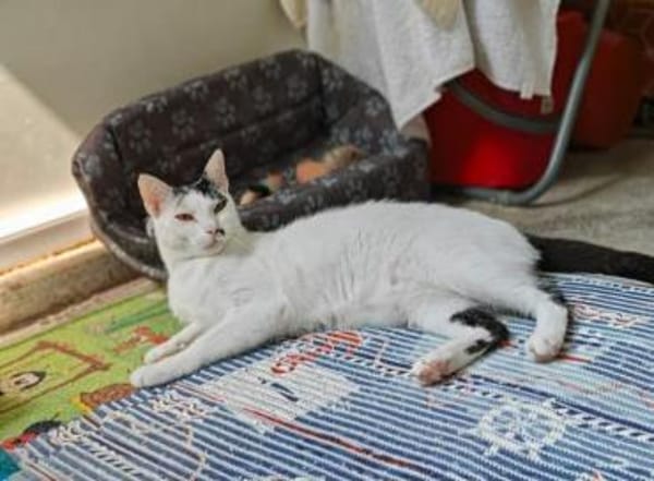 Finn Intelligenter Einzelprinz