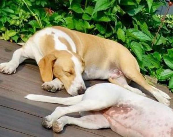 Toni - auf Pflegestelle in 47652 Weeze