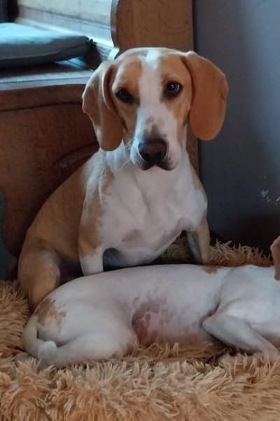 Toni - auf Pflegestelle in 47652 Weeze