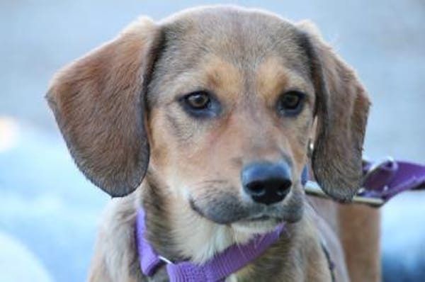 Peaches unser Herzenshund...