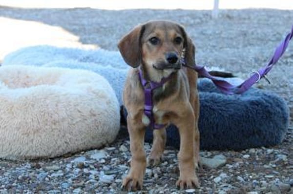 Peaches unser Herzenshund...