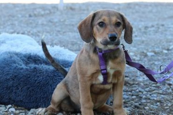 Peaches unser Herzenshund...