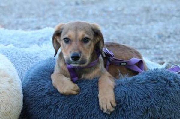 Peaches unser Herzenshund...