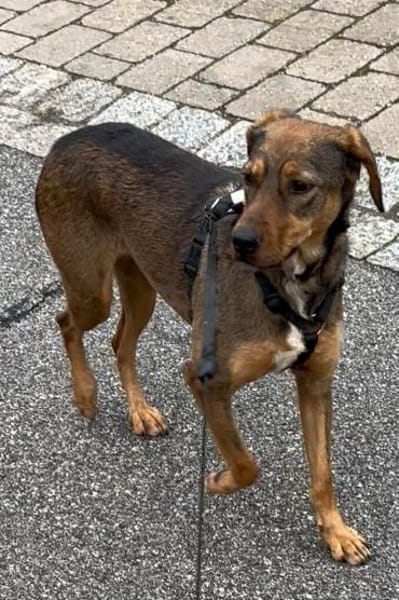 Lola auf PS in Bayern