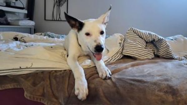 Wer schenkt Trick ein Zuhause?