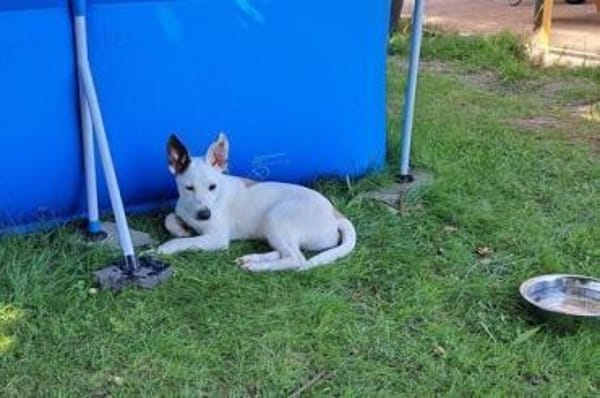 Wer schenkt Trick ein Zuhause?