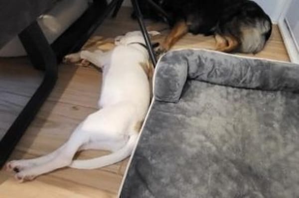 Wer schenkt Trick ein Zuhause?