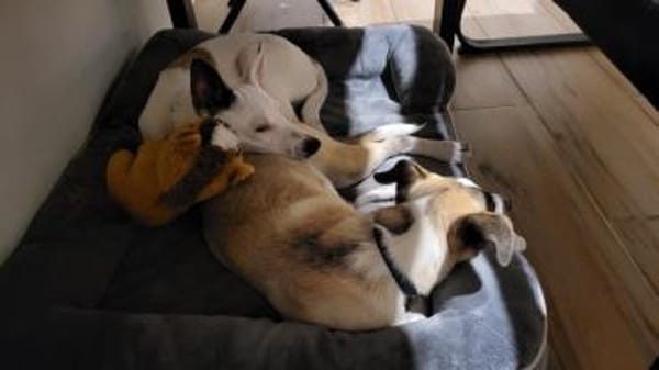 Wer schenkt Trick ein Zuhause?