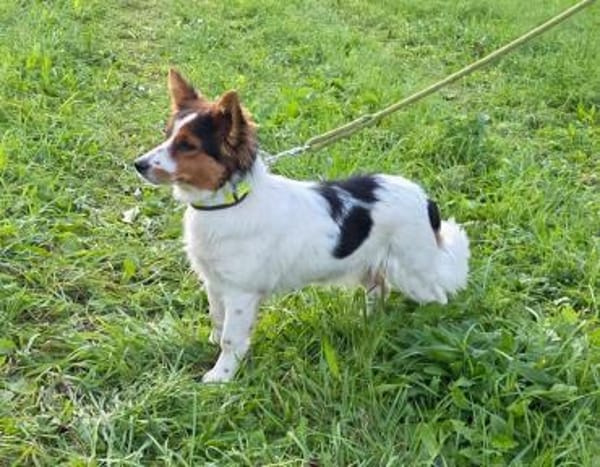 Ruby wartet auf PS in HH