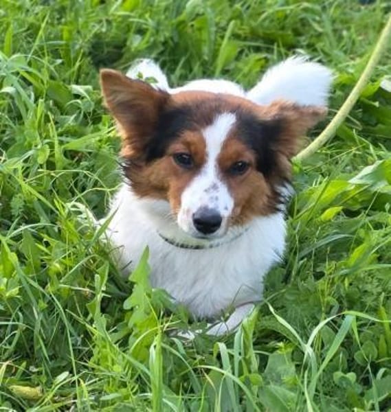 Ruby wartet auf PS in HH